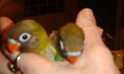 LOVEBIRD BABIES ALL FLIGHTED AND SOCIAL- FOOD [PELLETS, SEEDS, MILLET GO WITH THE BABY THEY ARE ADORABLE AND WILL MAKE YOU SO HAPPY. PARENT RAISED, AND SOCIALIZED BY ALL OF US WHO WORK WITH THEM. MANY BABIES ARE BORN HERE BY PARENTS WHO HAVE BEEN BROUGHT