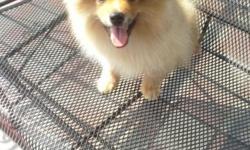 I have a gorgeous sable color male pomeranian. He is 3 months old. He is very playful and loving, he has all of his shots and has his papers. He is simply beautiful and fluffy and loves being around people and also good with children. If interested please