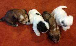* * * I have 4 Morkie puppies* * *
This is not a mass-production puppy mill, which operates with emphasis on profit and whose ownership is unscrupulous and greatly lacks proper care for these adorable, innocent and harmless animals.
Unlike puppies you see