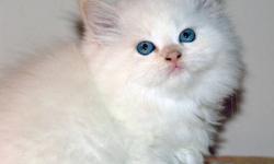 Gorgeous Persian-Angora kittens.
Different colors: pure white with blue eyes, pure black with green eyes, smoky, blue/grey with white, foxy/white.
Litter trained, playful, affectionate.
No papers.
Staten Island, NY.