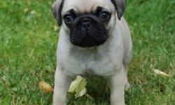 Gorgeous Pug puppies for sale. We have males and females available. They are 11 weeks old, vet checked and KC registered. puppies are well socialized with kids and other pets. For more info and pics text us at 720 x 551 x 6085