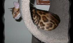 I am expecting a beautiful litter of kittens.
Due around December 13-19.
Mother: Ciomhthioch Made to Wow
Brown Rosetted Bengal, beautiful contrast. PK-Def N/N
Dad: Destiny Bengals Ziak of Jungle Fusion
Brown Rosetted Bengal, Beautiful contrast, whited