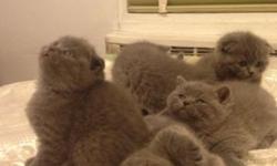 Amazing Scottish fold kittens-blue lilac color!Very playful, potty trained, kittens food trained. Kittens was born on December 1 st, will ready by end of January !
This ad was posted with the eBay Classifieds mobile app.