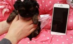 I have five gorgeous Shihuahuas (Shih-Tzu/Chihuahua) one male, four females for sale. They are used to other pets and young children, and are very sweet and playful. Shots and deworming are up to date, ready for their new home! Mom is a 8 lb. long-hair