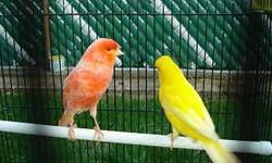 Some nice healthy yellow canaries only 45 each.