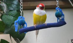 We have six pairs of Gouldians of various colors, including three proven pairs. These are beautiful, parent-raised birds hatched 2012-2013 by NFSS members. We are also selling three european (box)-style breeding cages that are in excellent condition; 40