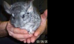 great deal looking for a permanent forever home
I am going to sell home & children lost interest so he needs a loving caring forever home
Grey Male Chinchilla 2 years old
this deal is for chin with cage, food bowl, water bottle & whatever foods & stuff I