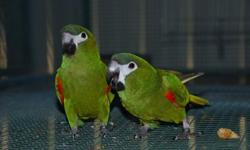 Selling my breeding pair of Hans macaw. Beautiful pair
This ad was posted with the eBay Classifieds mobile app.