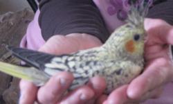 I am hand feeding 4 baby Cockatiels that should be ready for new homes in a couple of weeks. One Pearled and 3 Cinnamon Gray. They are priced at $60. They have been hand fed since a week of age and are very sweet and tame. I will hold a baby with a $10