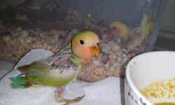 currently handfeeding and socializing 2 baby lovebirds. they are very friendly, love people. both are orangeface mutations. $75.00 when ready which should be another 2 weeks at most.