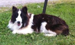 We have one very sweet 1 year old AKC Shetland Sheepdog male available. He is very sweet and lovable. He gets along very well with other animals. Adult home preferred. He has all his shots to date including Rabies. Health guaranteed. He is being offered