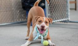 A volunteer writes: If you need a buddy to watch the Rio Olympics with this summer (and beyond!) look no further because King is your man. He's the best of both worlds--part super fun active dog, part chill and laid back couch potato. Let him loose in the