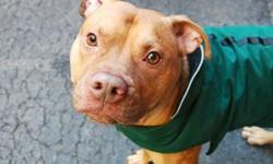 Gamble is located at Manhattan Animal Care and Control. I am not affiliated with them. For more info about Gamble or to see his current status, copy - paste this link: