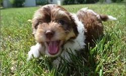 Simply the most stunning and healthy Havanese puppies for sale on Long Island New York.....Most parents are CERF tested.....We have boy and girl puppies in a variety of colors ready to go to their forever homes.....The puppies coats are lush and thick