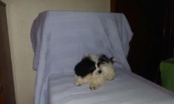 Havanese puppies fully vet checked vaccines up to date wormed from heart tested parents black and whites are litter mates and creams are litter mates. They are 12 weeks old and starting to potty train .Adult weights are 10-15 pounds if intrested call