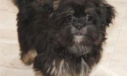 Havanese/Shih-tzu mix puppies available and ready for their new home, both boys and girls available. 2 months old and all utd with shots and de-worms, these babies are looking for their forever families to take them away. They are great for families with