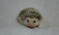 Young female hedgehog for sale please contact.
