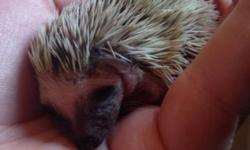 Sweet and loving hedgehog babies with facial markings. Mom and dad are pedigreed and from a reputable breeder from excellent lines.
Babies are guaranteed for life against genetic illness.
Babies were hand-fed part of the time due to mom developing a UTI