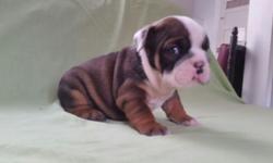 highly bloodline english bulldog puppies, text at (443)86-381-96 for more information and pictures