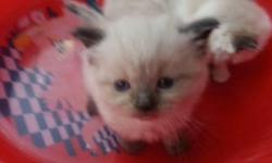 I have 2 kittens that are both 2 months old they have grayish white fur and adorable blue eyes if you are intrested you can contact me at 347-822-2109 or347-506-9862