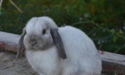 We are expecting five litters in time for Easter , you can be placed on our waiting list for one of our beautiful mini or Holland lops. please visit our website at: www.cloverleafcornersrabbitry.com