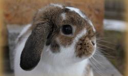 Our bunny is a broken chestnut colored Holland Lop buck. He would be a great 4-H bunny as well as a loving pet. He is used to handling and lots of attention. He is very clean and friendly. He is smaller; just about 3 lbs. He is just over 9 months old at