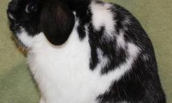 We have a broken black buck available. He carries the sable gene. He is a fully pedigreed 4 month old Holland Lop. He is used to attention and handling. He comes with his pedigree, a small baggie of feed, and printed instructions on safe and healthy