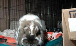 Holland Lop - Rupert - Small - Young - Male - Rabbit
CHARACTERISTICS:
Breed: Holland Lop
Size: Small
Petfinder ID: 25327699
ADDITIONAL INFO:
Pet has been spayed/neutered
CONTACT:
Lollypop Farm, Humane Society of Greater Rochester | Fairport, NY |