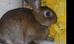 We are a small rabbitry located in the Hudson Valley, NY. We will be selling some Sr. & Jr. holland lops and Sr. & Jr. mini rex to make cage space for next ARBA breeding project. All come from great line and pedigrees are available (Pet's do not come with
