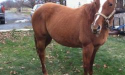 This is My Cajon Royal. 9 year old chestnut QH. Great horse. Western or english. barrel raced. She has been used for breeding so very calm and sweet. 2000 or best offer.