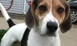Hound - Casanova - Medium - Young - Male - Dog
My name is Cazanova....and I am a heartbreaker! I will be best suited for an active family with children 7 and up! Do you hike, run, walk? I'd make the perfect partner for you. Stop in and say hello.