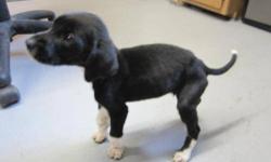 Hound - Mitzie - Large - Young - Female - Dog
My name is Mitzie and I am a playful pup. I will "army crawl" to you and roll over for as many belly rubs that you will give me. I want very much to have a loving family who will give me lots of attention and