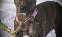 Leann is a petite girl, 45 lbs and gets along with other dogs. She loves people and cuddling. she is up to date on her shots and is spayed
