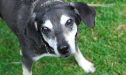 Husky - Aunt Ida - Medium - Senior - Male - Dog
This sweet faced girl is Aunt Ida...a 10 year old Husky & Shepherd mix rescued from a local town shelter.
Aunt Ida is good with kids of all ages, cats and some calmer dogs she would need to meet.
All this