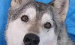 Husky - Libra - Large - Senior - Female - Dog
I Go Wooooo Wooooo !
Libra was born October 15, 2005 and weighs about 65 lbs. She's big for a Husky and sure has had one rough life looking much older than what we are told and how her teeth look. The poor