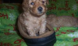 These little "Holiday Honeys" will be ready to join their new "Fur~Ever" loving Family Homes on December 27th, 2012~just in time for a "Happy Holiday Homecoming"! They are Purebred Miniature Poodle Pups that have been Bred & Raised in our Loving Family