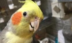 Hi I am looking to sell my 2 cockatiel.1 is a male,1 is a female.They are ready for breeding.They come with a cage,and a breeding box.If interested please contact.