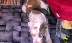 Hello I have a pitbull I took In my home she a great shy and scared dog she seems to get used to.my other 4 dogs I need to let her go to a family who will love her like I do I rescue her from these guys who was using her for a dog fight I spend a lot