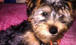 Hello im looking for a female dog for my yorkie he is lonely and i.think he can use a friend to play with if u are giving away a pup or selling.one plz text me at 13475932669 or email me plz at [email removed] thanks u and if u want pic ill be glad to