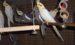 I am looking for cockatiels around a year old. Any mutation. Email me with what you have and what price.