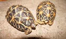 i have some indian star tortoise for sale.
male is $500
female is $600
contact ne for more information.Thanks
This ad was posted with the eBay Classifieds mobile app.