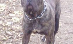 It's about to go down don't miss your hot chance to purchase a pup from Ms Harriett Tubman, a black brindle Neapolitan mastiff female currently being bred to Big Blu a huge blu Neapolitan mastiff male..... A litter to look forward to trust me... This is a