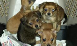 Very tiny...
Mom is mini Doxie
Dad tiny tcup chihuahua
Shots...wormed
Papertrained And cratetrained
Ready to go :)