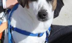 Jack Russell Terrier - Colby - Small - Adult - Male - Dog
Colby is a pure bred male Jack Rusell Terrier. He will be 7 years old on April 16, 2013. We have to find a home for him because his owners are moving to England and the UK requires a 6 month