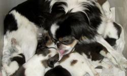 Mom Midori is a 8 lb tri color Japanese Chin and dad " Ponce de Leon" is a 5 lb red & white Japanese Chin. Puppies were born on July 13 2016. Puppies will be ready in mid Sept at 9 wks old and will come with vet exam and age appropriate shots and several