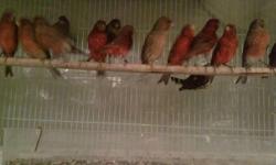 canaries red factor yelow white bronze males & females youngs and ready for breeding & diamon dove white dove java finches zebra finches gray singer mule red sisken mule any question call jjj jaime