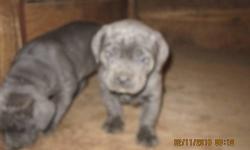 I have one large male pup still untaken. he is going to be very large. they are ready to go. or I can hold for a couple more weeks with a deposit. sire has over 32 champion and grand champs on his papers they are blue and will stay blue