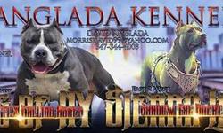 Looking for the perfect American bully? Here it is. 2x King Gotti to my foundation female Roxy Old School Edge at its finest .Taking $250 non refundable deposits. Please call or text (347)344-4003 Serious inquiries only thanks a lot and have a great day