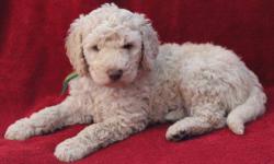 All ready for your home....Just in time for Christmas!
Both parents are our family pets. Dad, Gibson, is a chocolate AKC Standard Poodle and mom, Peach, is a Creme F1 Labradoodle. Both very loving and Gibson is just a big 'ol lap dog!
* All shots and