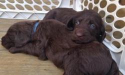 Labradoodle **Chocolate Brown** DOB 4/30/2014
Price:$700
The Mother is an ACA registered Chocolate lab and the Father is a ACA registered Standard chocolate poodle. Of our litter of 7, F1 Labradoodle pups ,we have 2 chocolate females, 2 chocolate males